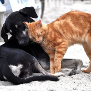 Beroepsopleiding Honden en Katten<br>Start 22 feb 2025<br><br>