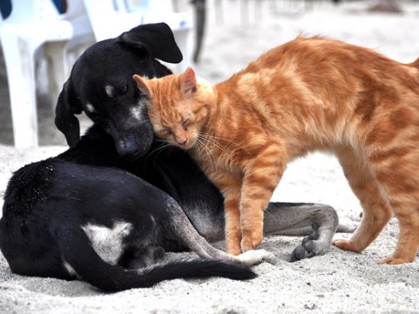 Beroepsopleiding Honden en Katten<br>Start 22 feb 2025<br><br>